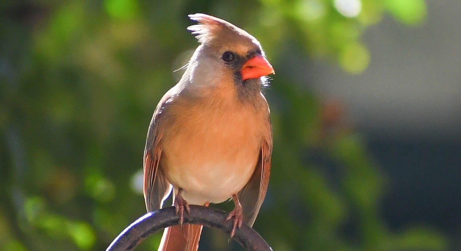 Up close view of a bird with peach and white feathers and orange beak perched on a curved metal fence post
