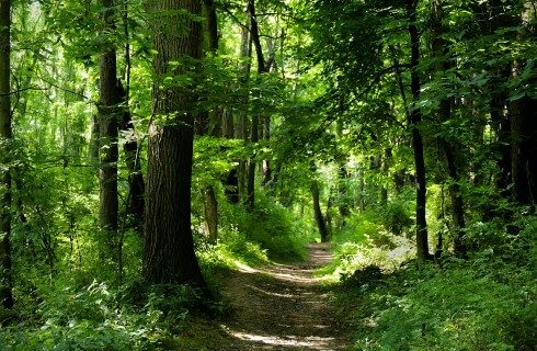 Worn path weaving through a forest full of mature green trees with sunlight shining in