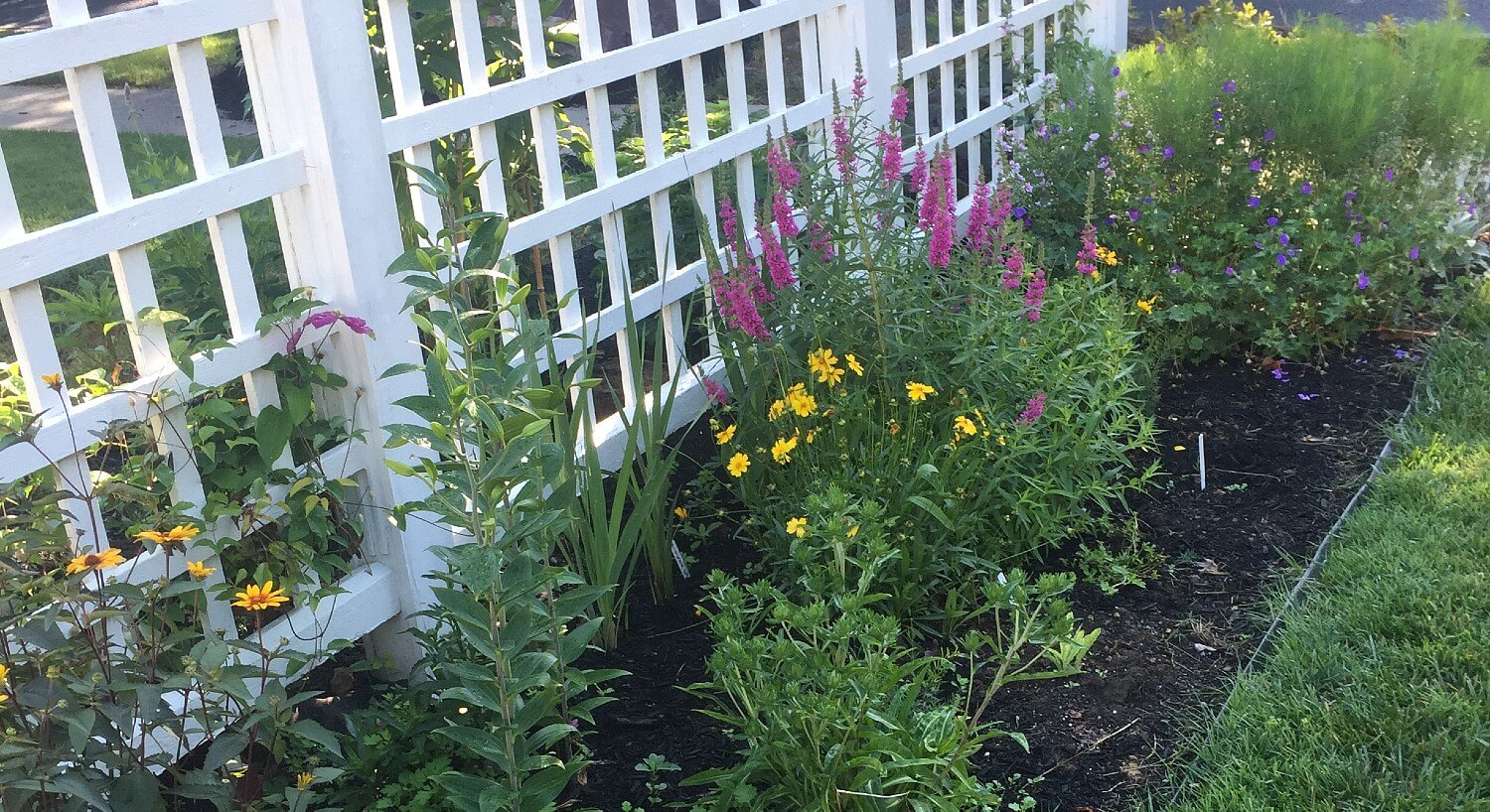 A garden bed full of yellow, pink, and purple flowering plants against a white fence