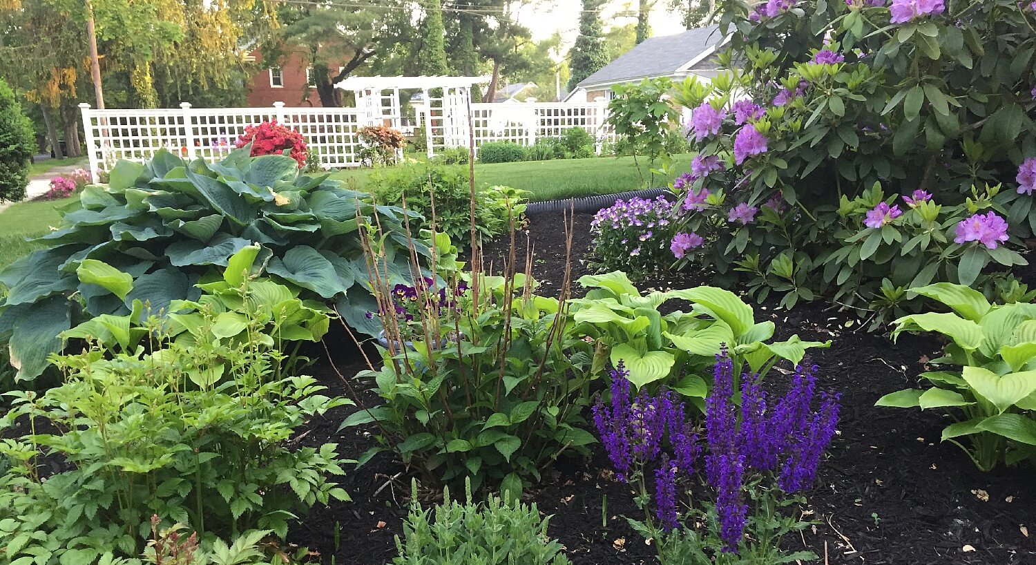 Garden bed full of lush green plants and purple and red flowers with lawn and white fence in background