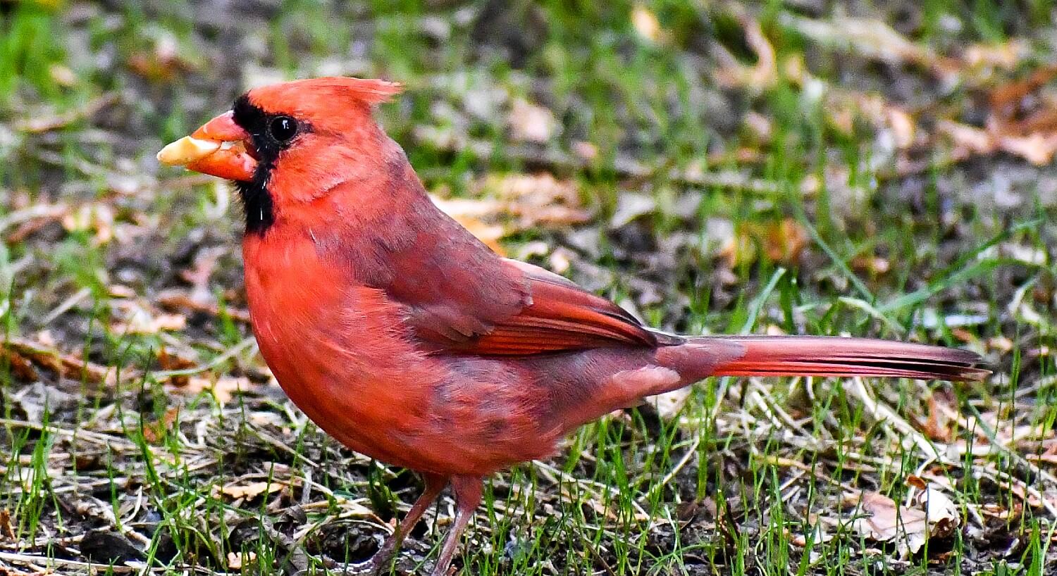 Beautiful bright red cardinal bird standing on the grass