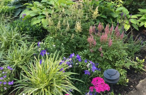 A garden bed full of an assortment of green plants and yellow, pink and purple flowers