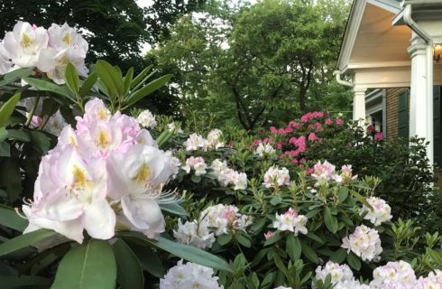 Large bushes with an abundance of pink and white flowers in front of a brick home