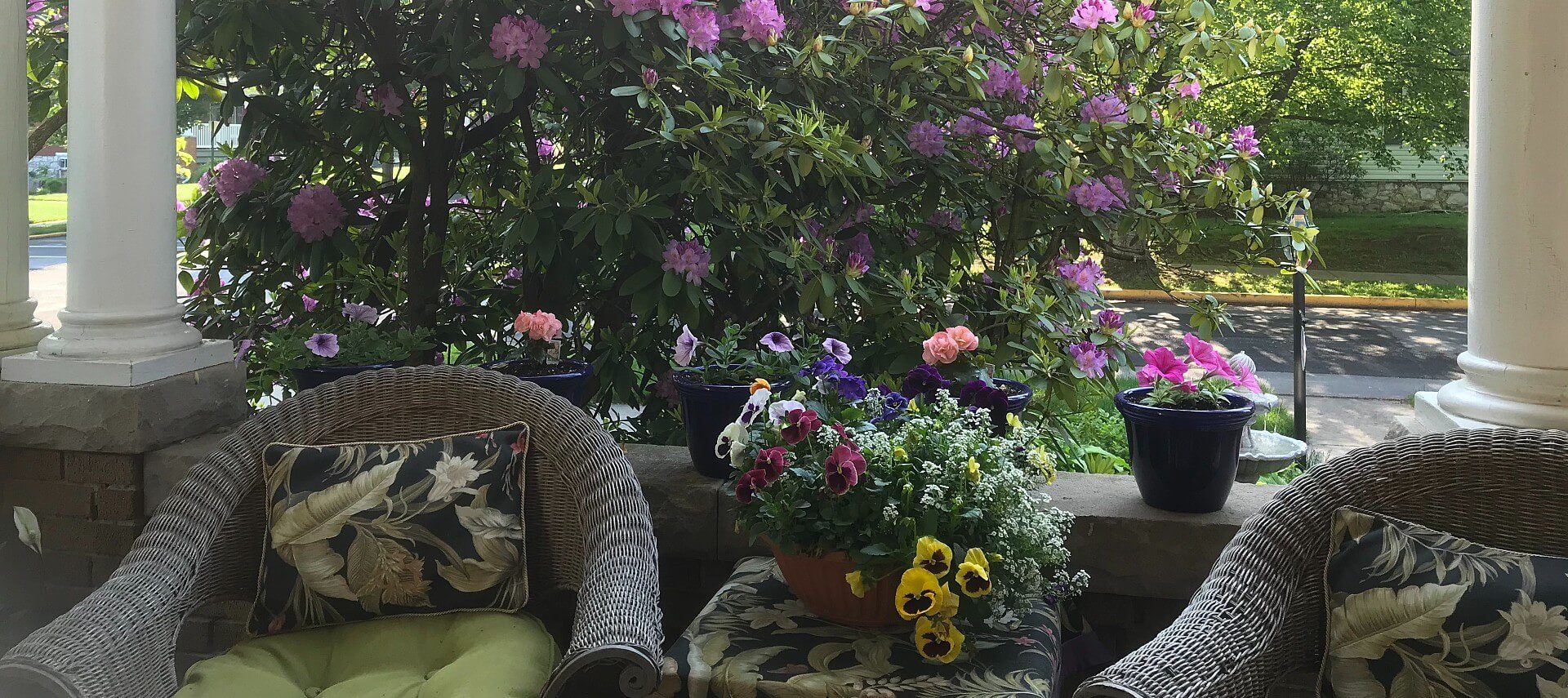 Two brown wicker patio chairs with green cushions on a front porch surrounded by a large flowering bush