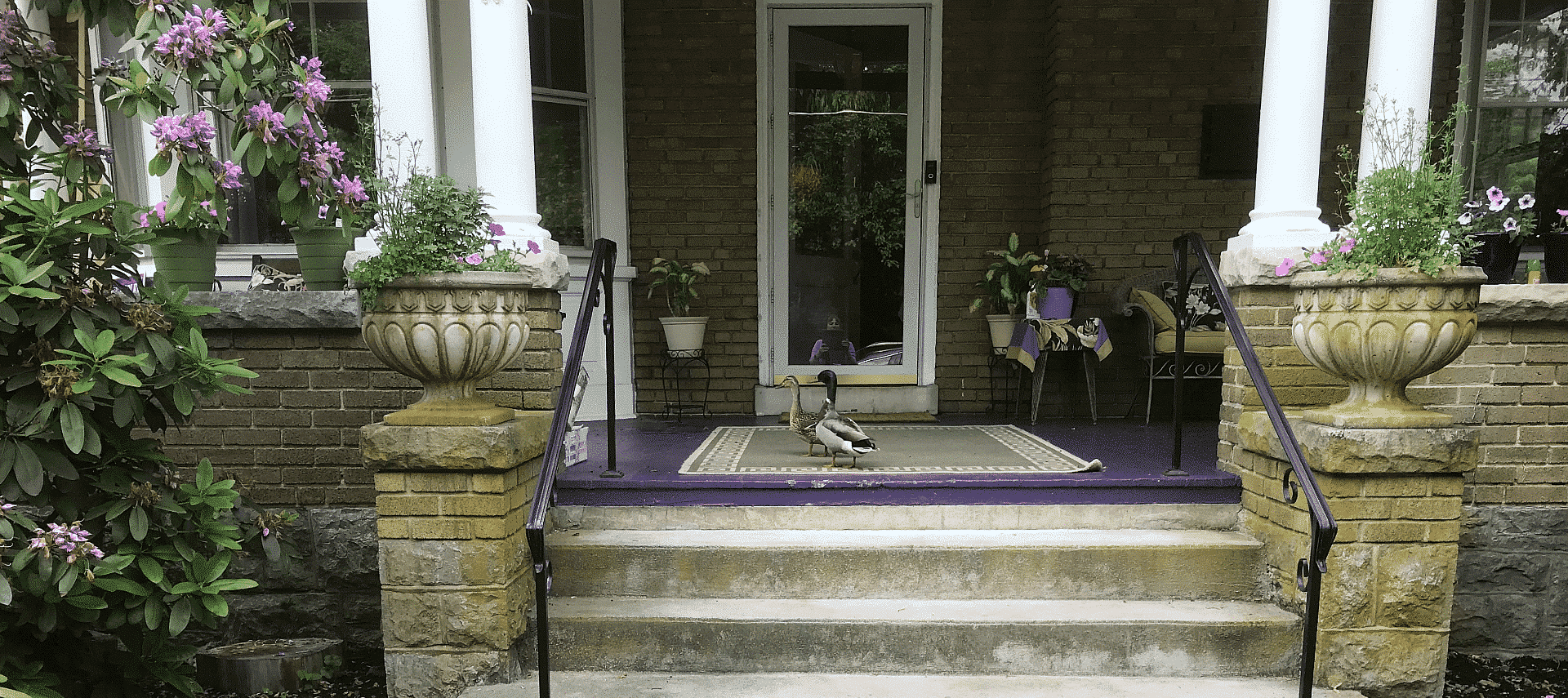 Front porch of a home surrounded by flowering bushes, potted plants with two ducks standing by the doorway