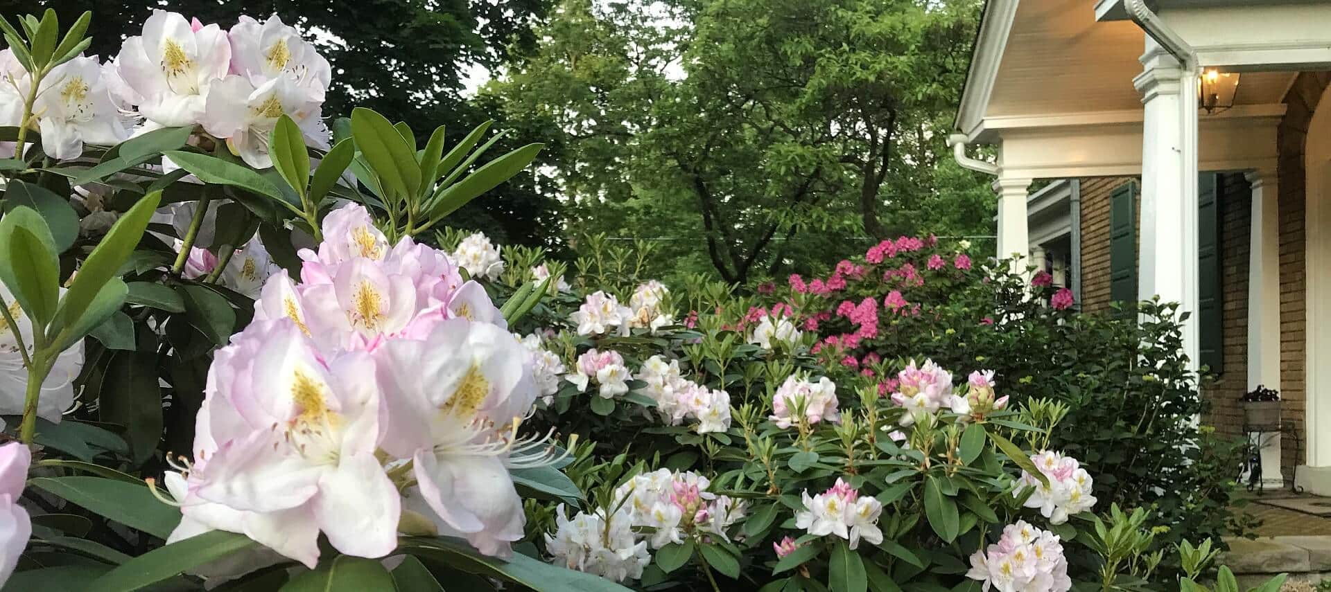 Large bushes with bright pink and white flowers near a front porch with white pillars
